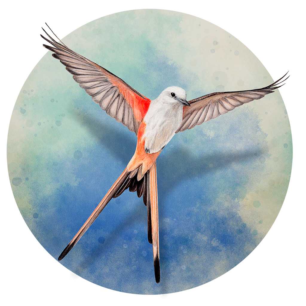Wingspan